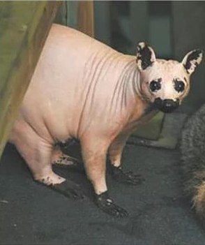 Shaved Raccoon